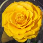 Single Yellow Forever Rose