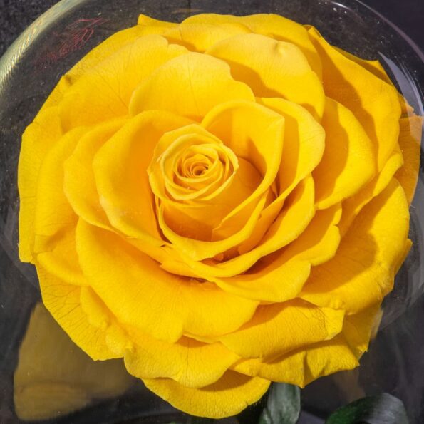 close up of preserved single yellow rose
