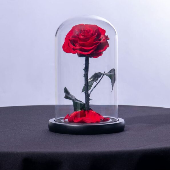 Preserved single red rose in a glass dome