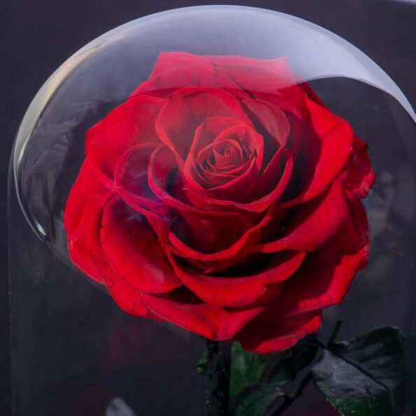 Preserved single red rose in a glass dome