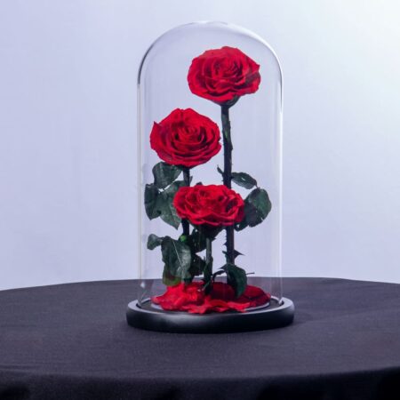 Preserved red roses in a glass dome