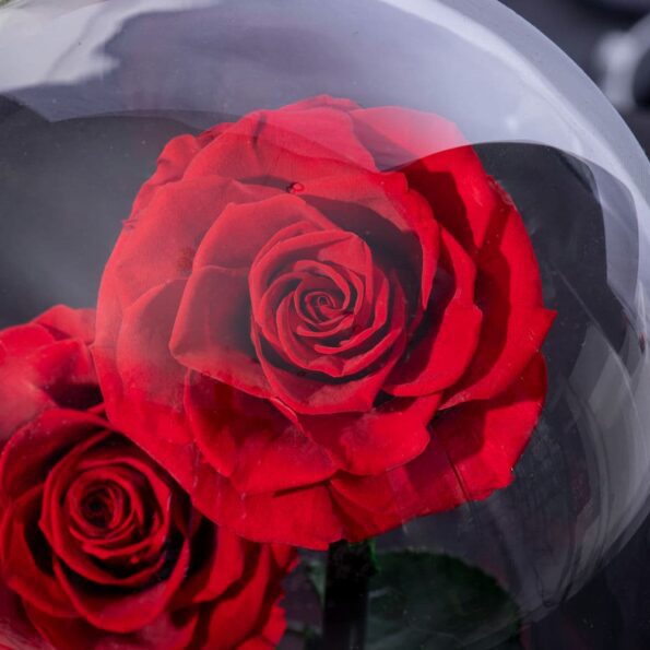 close view of preserved red rose