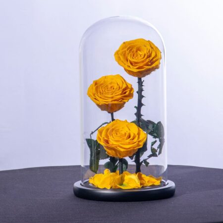 Preserved yellow roses in a glass dome