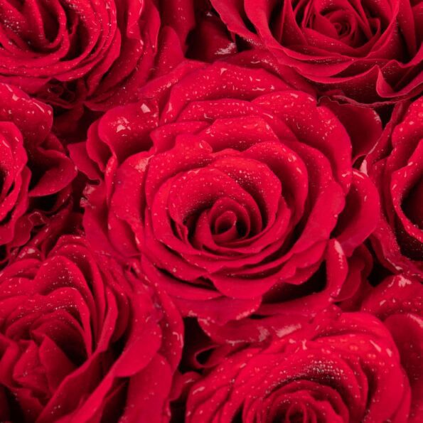 close up view of red roses in heart shaped arrangements