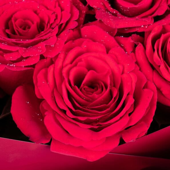 Close up view of Gift-ready bouquet of 101 premium red roses, elegantly wrapped in rustic red paper and adorned with a natural raffia knot