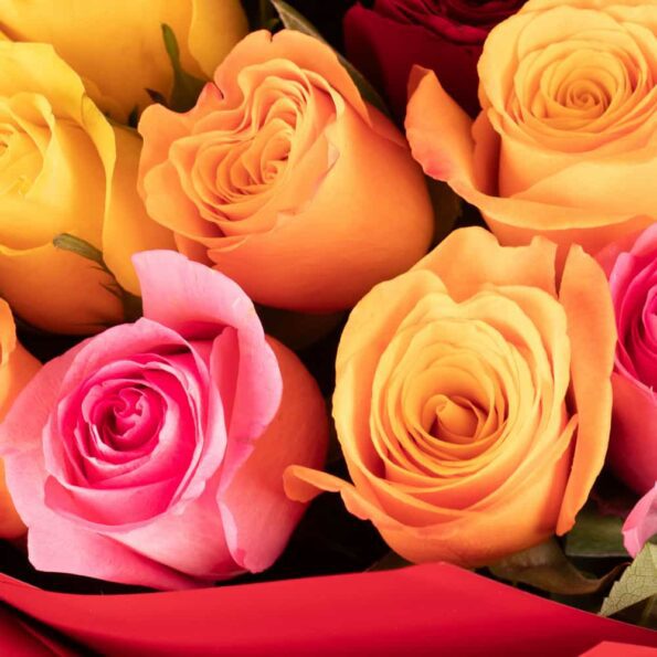 Close up view of Stunning mix of 100 roses in full bloom, featuring vibrant colors and wrapped in red eco-friendly paper. Available for delivery