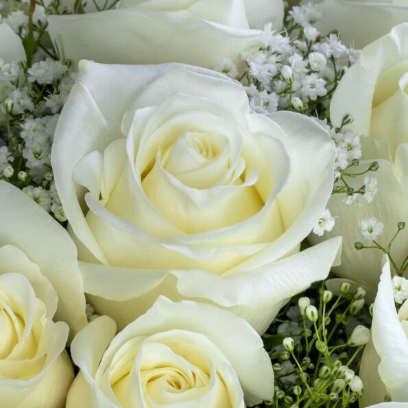 close up of white rose bouquet with baby breath