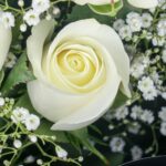 Morning Glory – White Roses