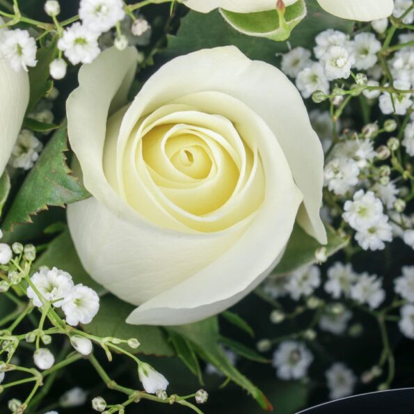 Close up of white roses with baby breathes