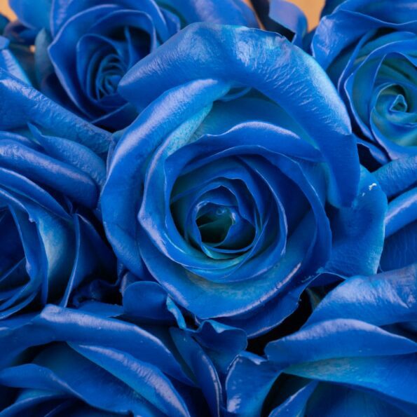 A close up view of blue roses