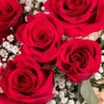 Majestic Roses – Red Roses