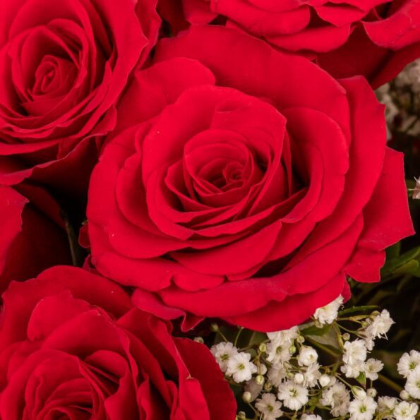 close up of red roses and baby breaths