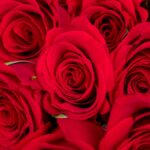 Red Beauty Combo – Red Rose with baby breath