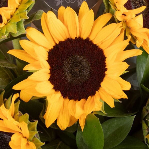 close up view of sunflower bouquet wrapped in brown paper