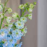 Blue Blossoms – Blue Delphinium Bouquet