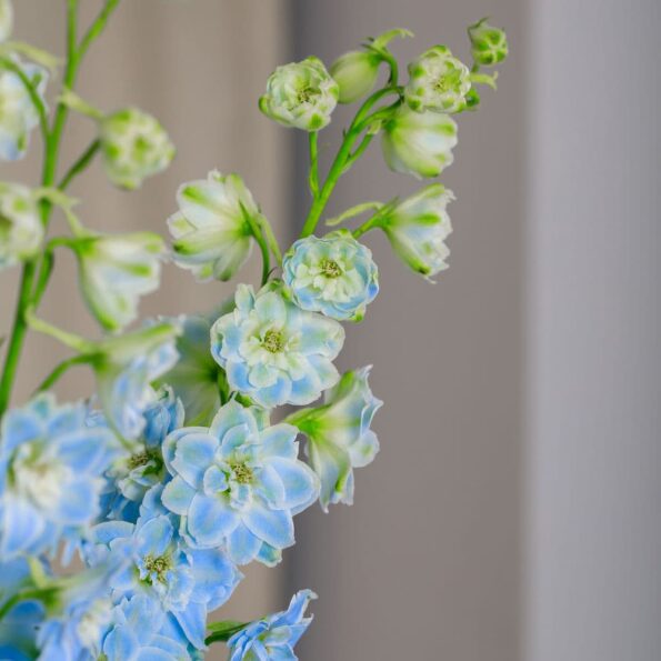 close up blue delphiniums flowers