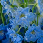 Blue Blossoms – Blue Delphinium Bouquet
