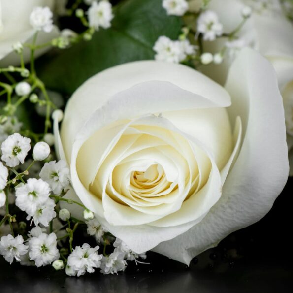 A close up view of white roses with baby's breath