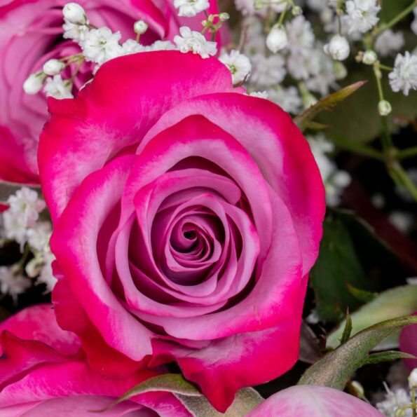 A close up view of pink roses with baby's breath