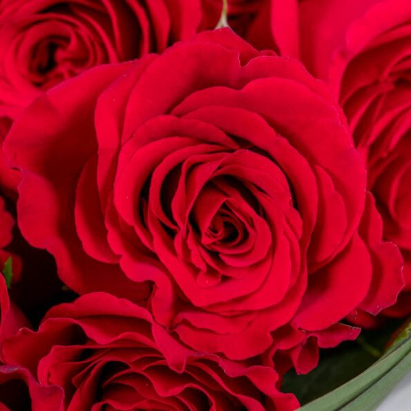 A close up view of red roses