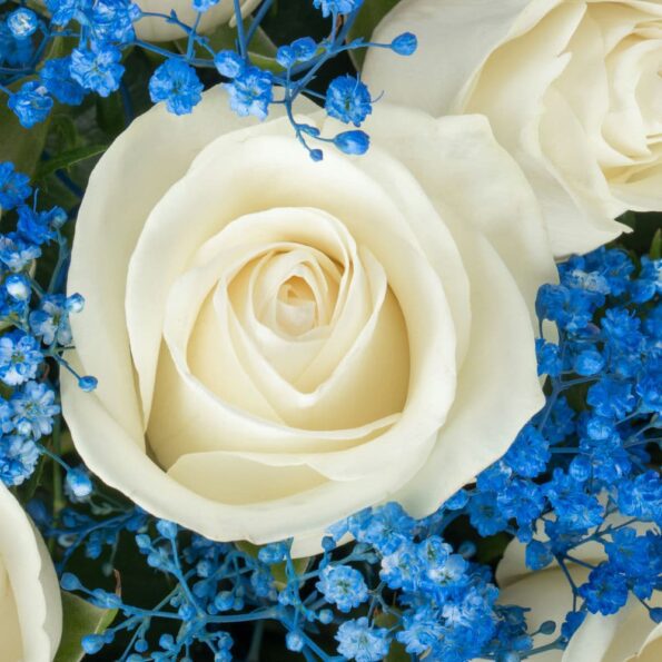 close up view of Stunning white roses and vibrant blue gypsophila in a classic black box, offering a modern and sophisticated floral arrangement