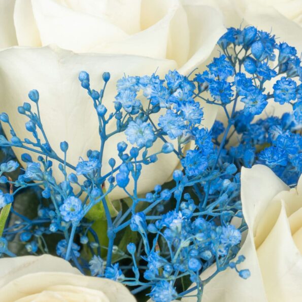 close-up view of Stunning white roses and vibrant blue gypsophila in a classic black box, offering a modern and sophisticated floral arrangement