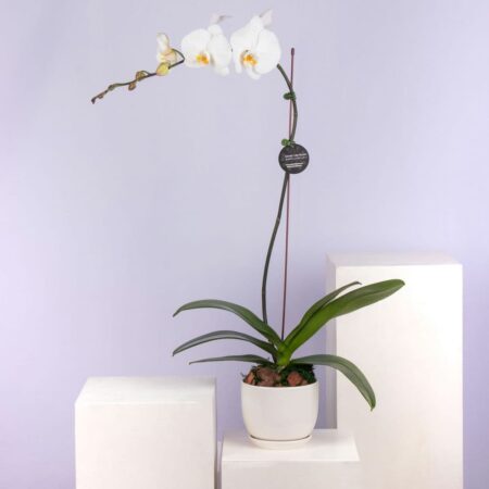 A white orchid plant in a white pot