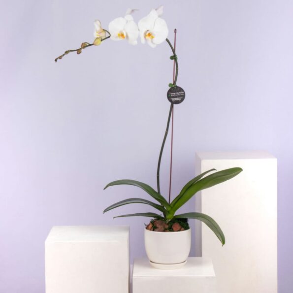 A white orchid plant in a white pot