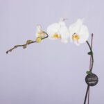 Lovely White – White Orchid Plant