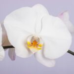 Lovely White – White Orchid Plant