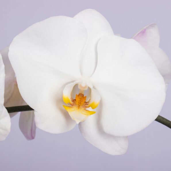 Close-up of a white orchid flower with a yellow center on a purple background