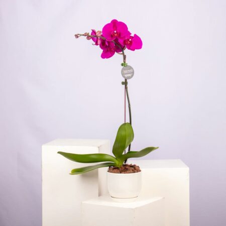 A Purple Phalaenopsis orchid in a white pot