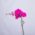 Sensational Purple – Purple Phalaenopsis