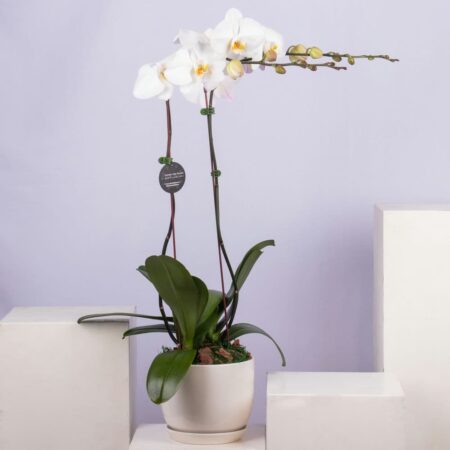 A white Phalaenopsis orchid in a white pot