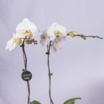 Innocence and Purity – White Phalaenopsis Orchid