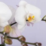 Innocence and Purity – White Phalaenopsis Orchid