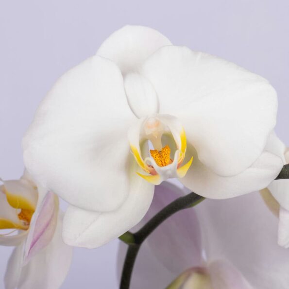 close up of white Phalaenopsis orchid