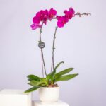 Warm Glow – Purple Phalaenopsis