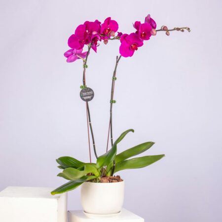 A Purple Phalaenopsis orchid in a white pot