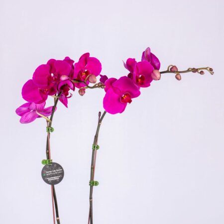 close up of Purple Phalaenopsis orchid