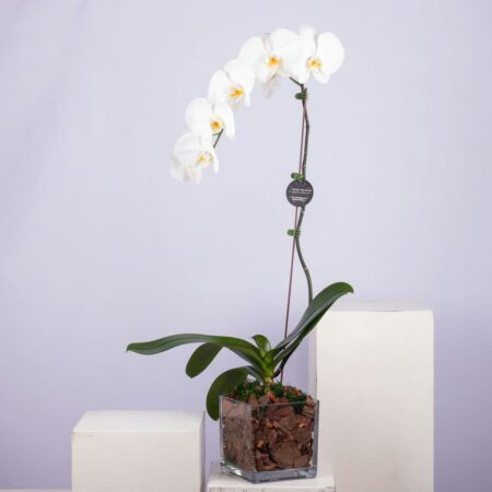 A white Phalaenopsis orchid in a glass vase