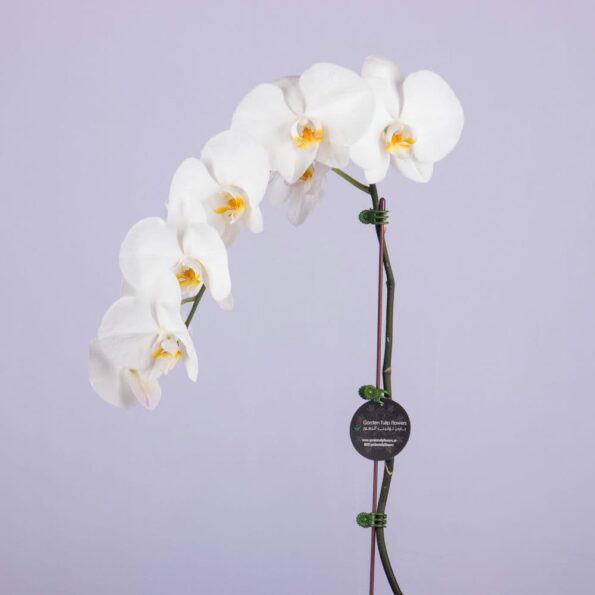 A white Phalaenopsis orchid in a glass vase