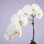 White Phalaenopsis in Glass Vase