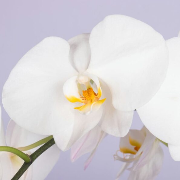 close up of white Phalaenopsis orchid