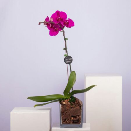 A purple Phalaenopsis orchid in a glass vase
