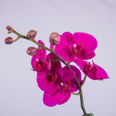 A close-up of purple Phalaenopsis orchids
