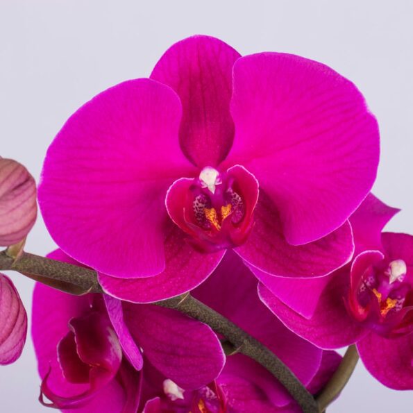 A close-up of purple Phalaenopsis orchids