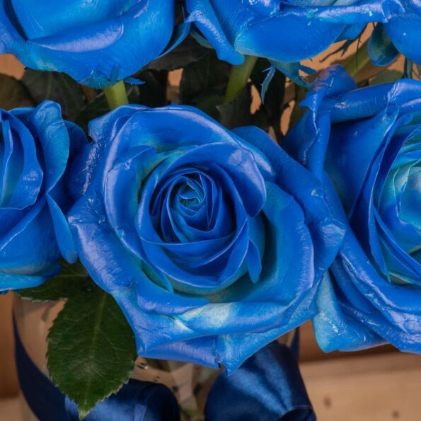 A close up view of blue roses