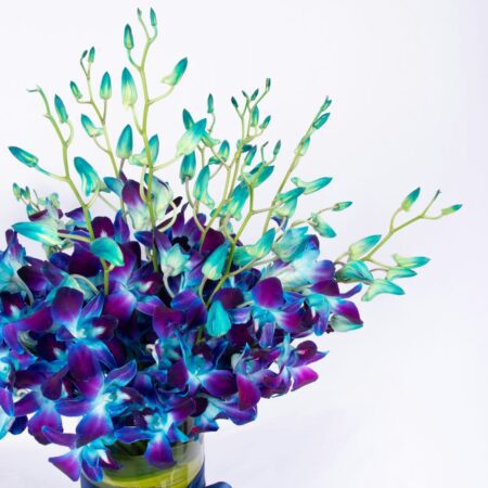 Blue Dendrobium Orchids in a Cylinder Vase with Massengeana leaf