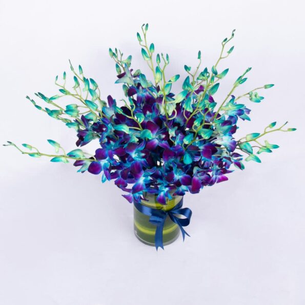 blue dendrobium orchids in a cylinder vase with massengeana leaf